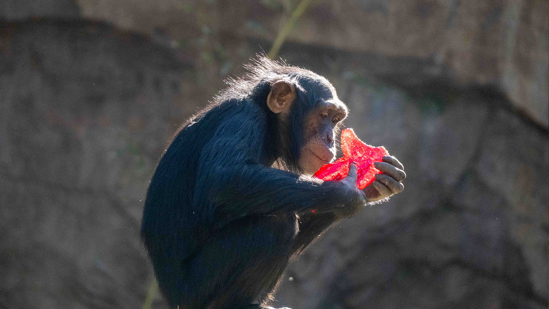 Fiesta de cumpleaños en BIOPARC Valencia por el primer aniversario del chimpance Ekon Fiesta de cumpleaños en BIOPARC Valencia por el primer aniversario del chimpancé Ekon
