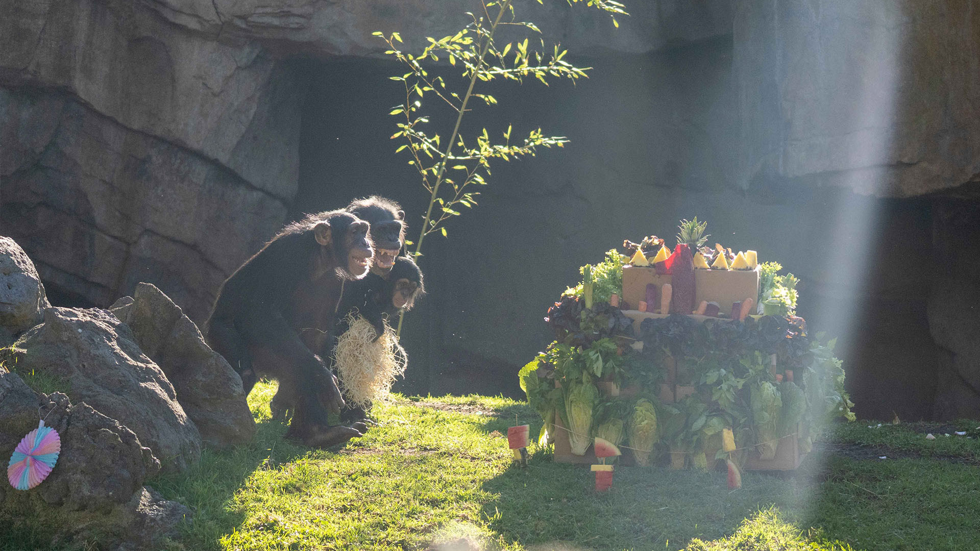 Fiesta de cumpleaños en BIOPARC Valencia por el primer aniversario del chimpancé Ekon