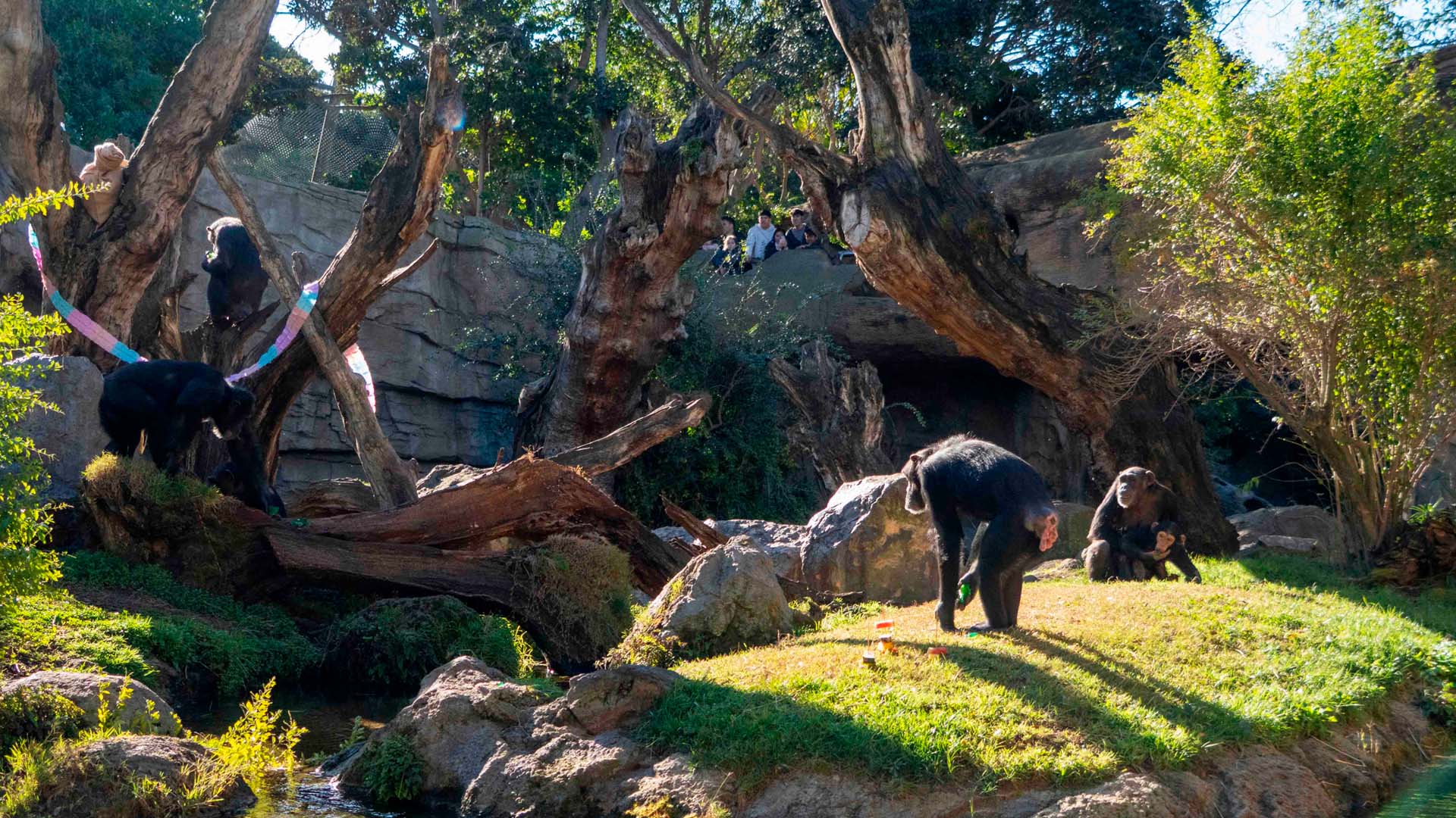 Fiesta de cumpleaños en BIOPARC Valencia por el primer aniversario del chimpancé Ekon