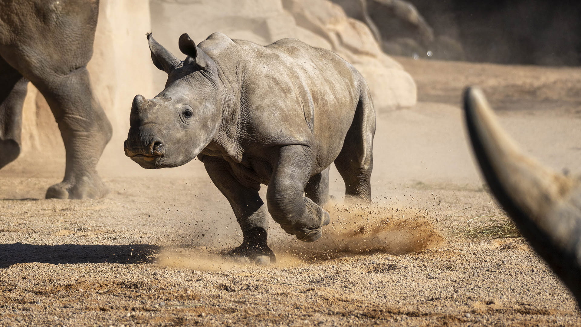 Kairu, la cria de rinoceronte, en la sabana de BIOPARC Valencia Kairu, la cría de rinoceronte, en la sabana de BIOPARC Valencia