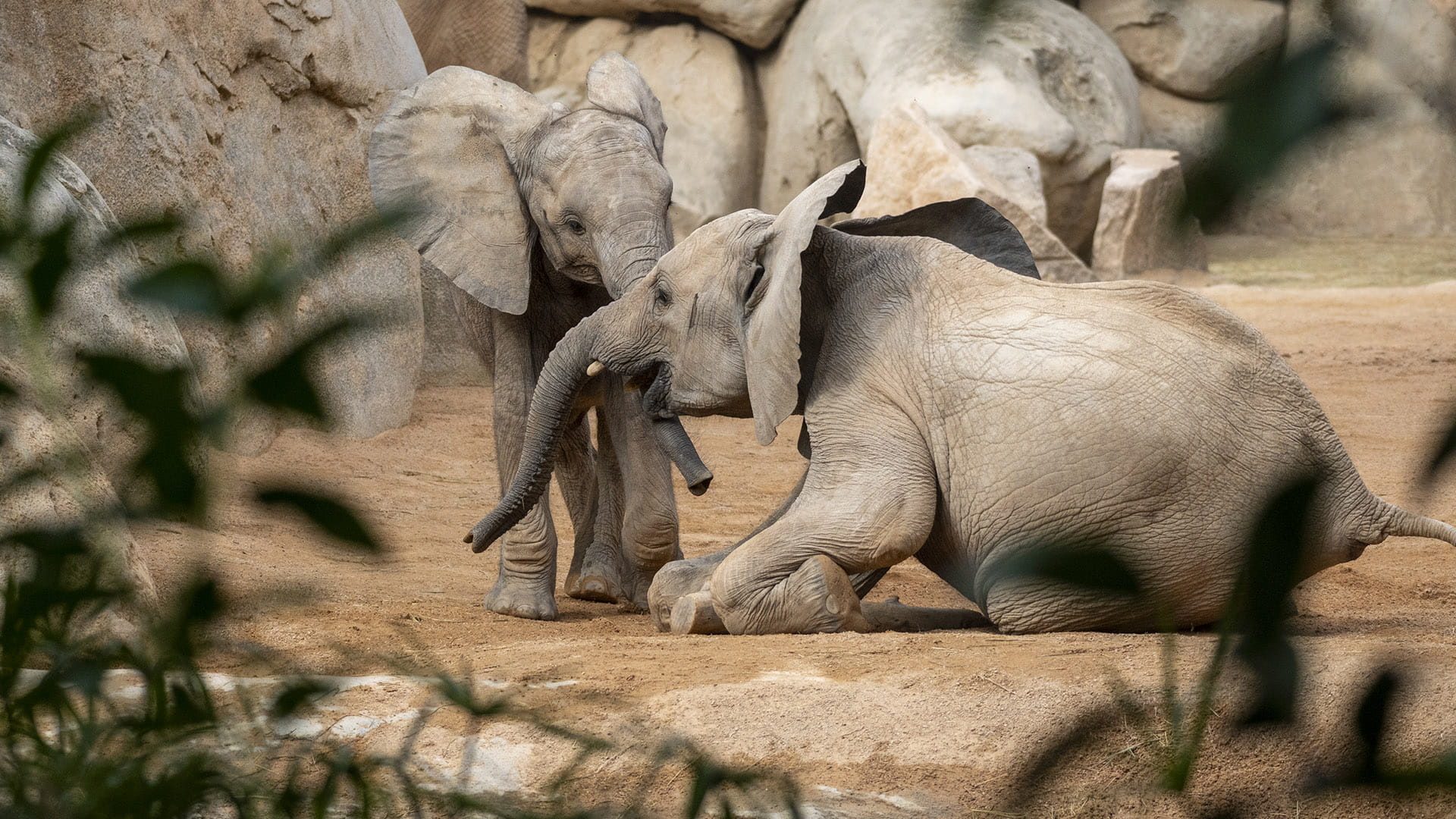 Las crias de elefante Malik y Makena en BIOPARC Valencia Las crías de elefante Malik y Makena en BIOPARC Valencia