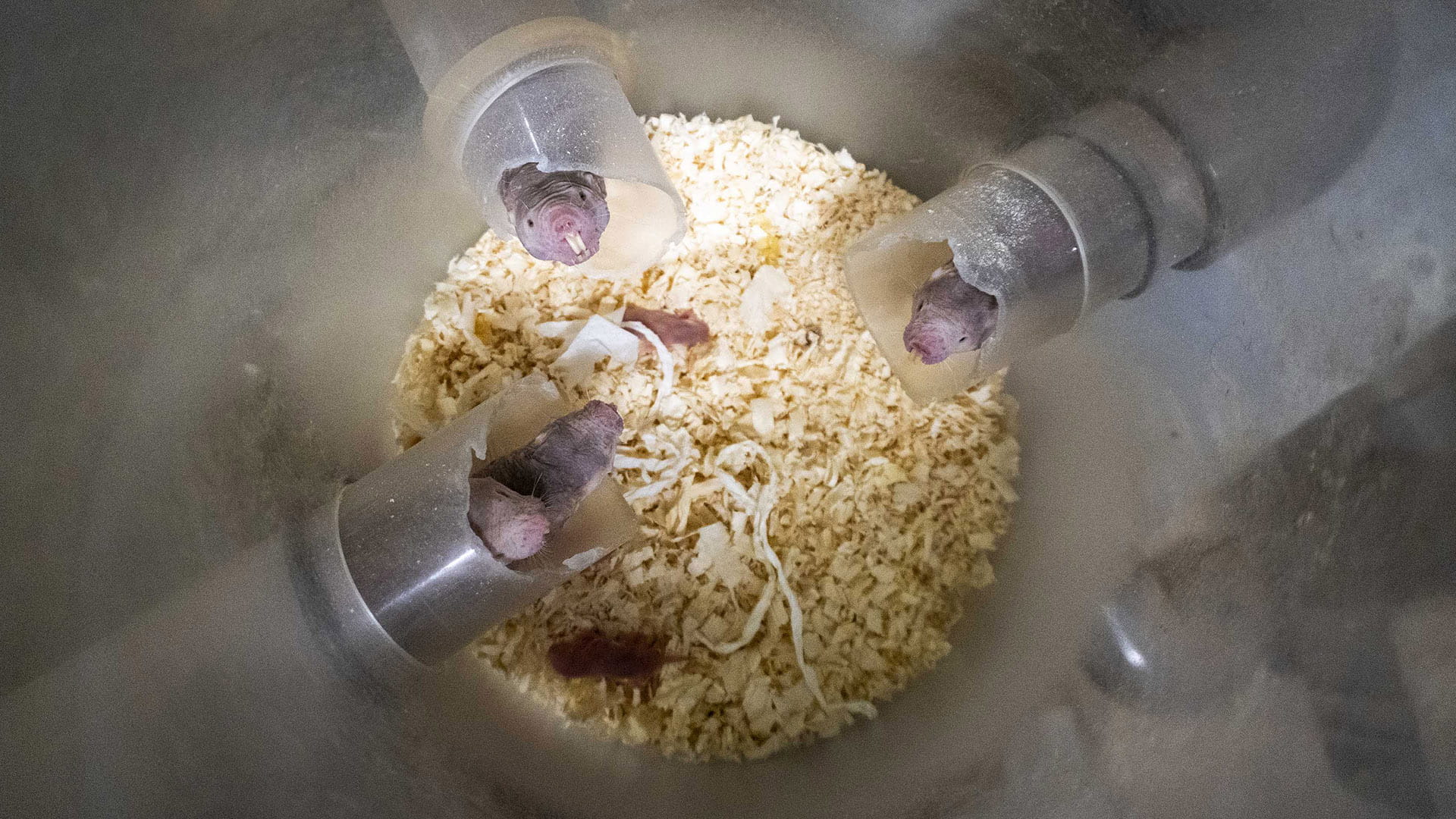 Nueva camada de rata topo desnuda en BIOPARC Valencia, el mamífero “imposible” que estudia la ciencia