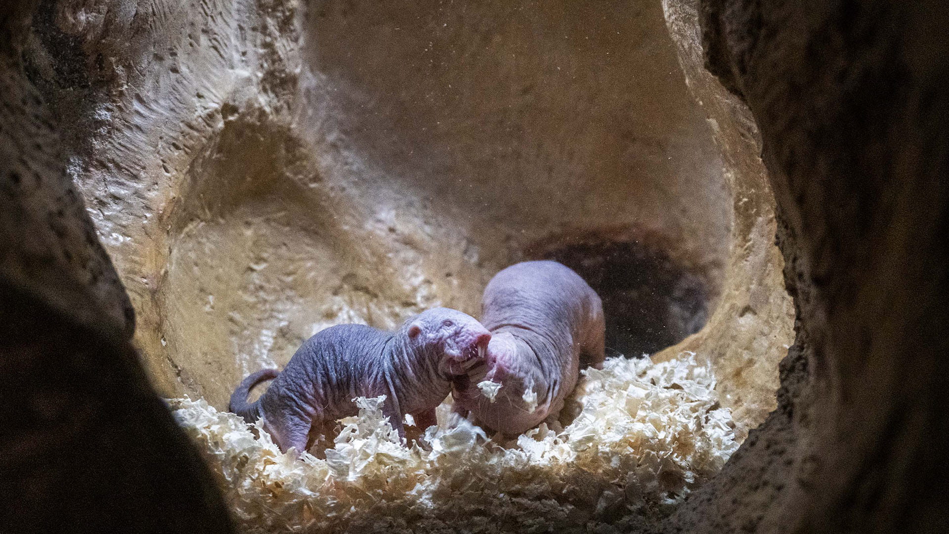 Ratas topo desnuda en BIOPARC Valencia