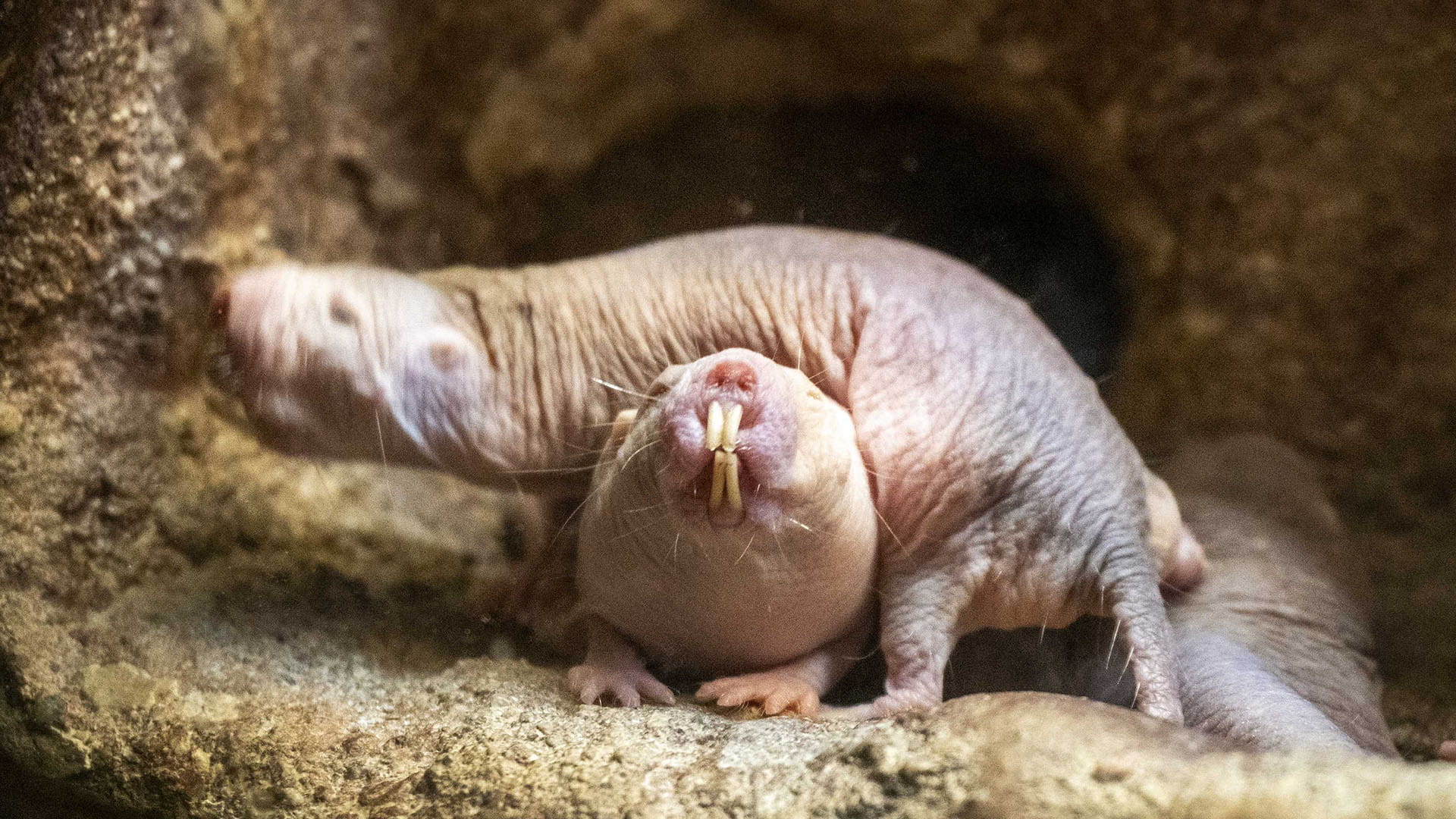 La rata topo desnuda (Heterocephalus glaber) en BIOPARC Valencia