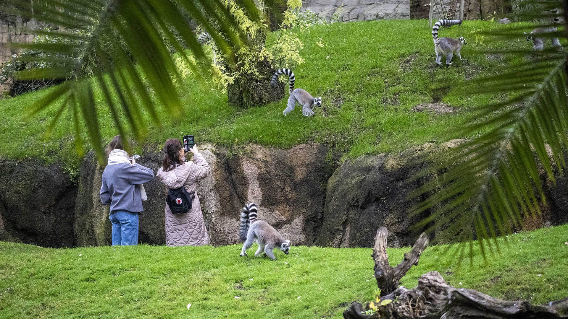 Fin de semana de celebración en BIOPARC Valencia por su 18º Aniversario