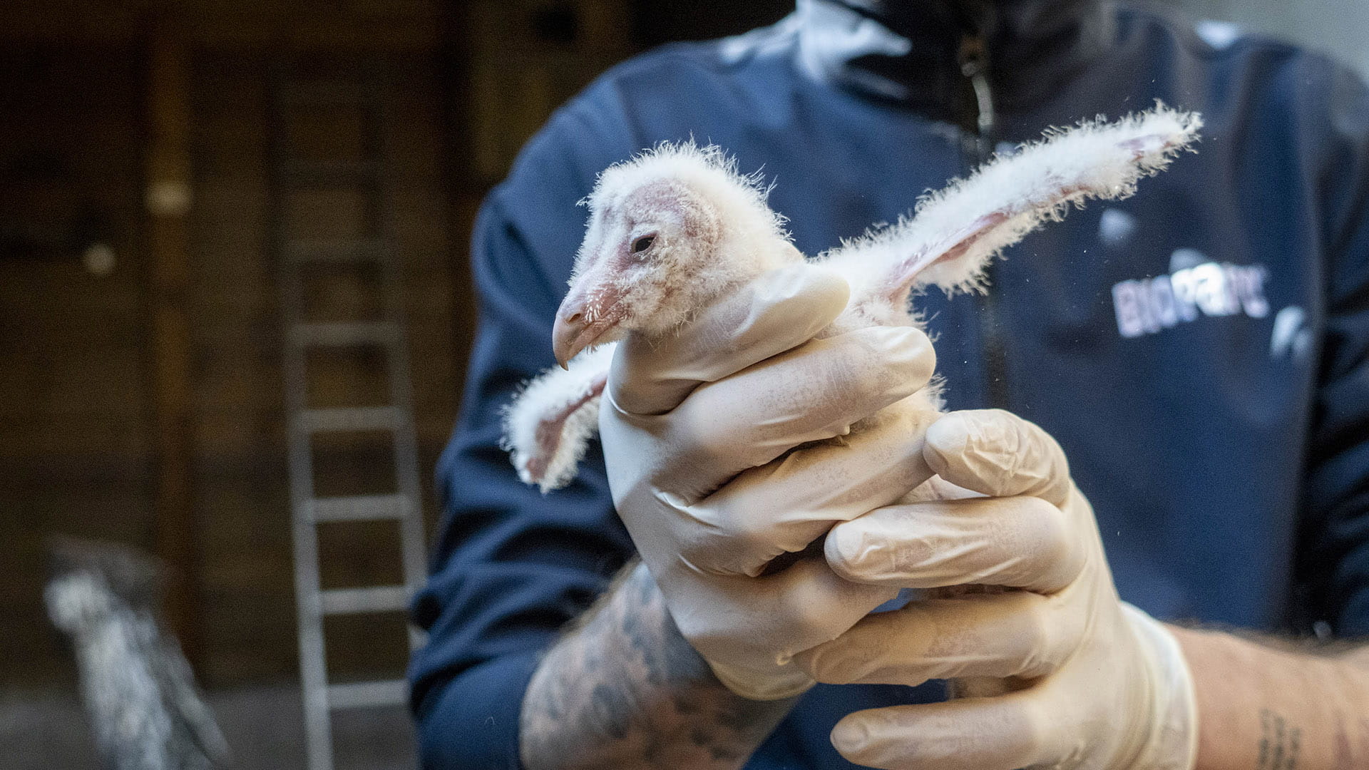 Nacen los primeros polluelos de lechuza del programa de conservacion liderado por la Fundacion BIOPARC Nacen los primeros polluelos de lechuza del programa de conservación liderado por la Fundación BIOPARC