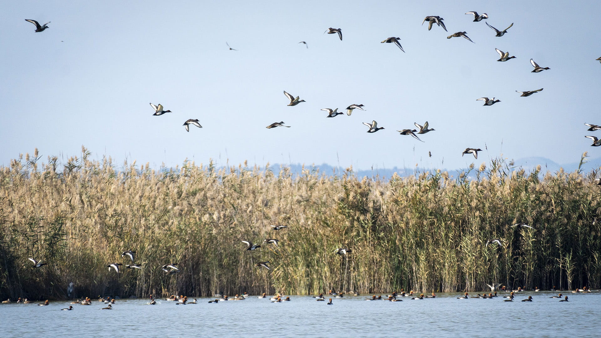 La Albufera de Valencia, un valioso ecosistema natural
