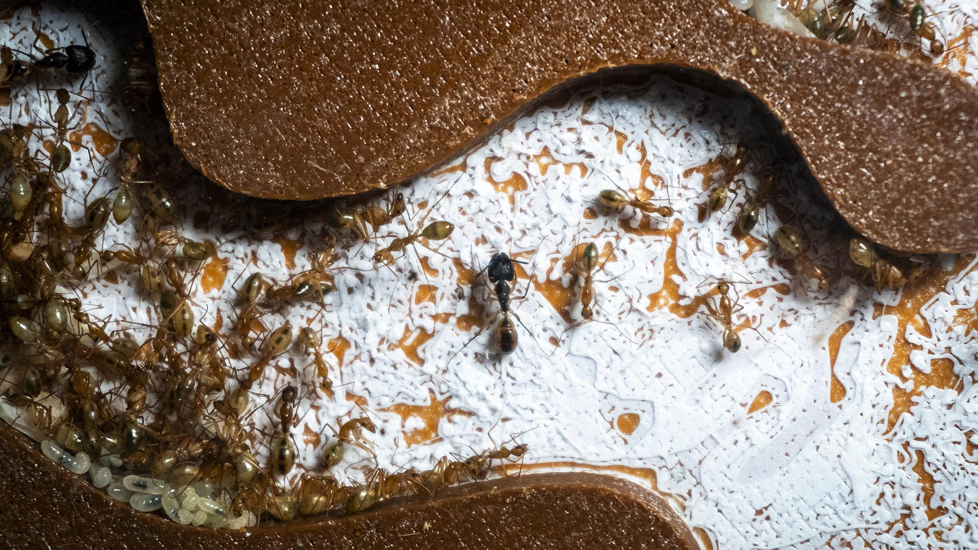 Nuevo hormiguero en BIOPARC Valencia para contemplar a la hormiga Camponotus maculatus