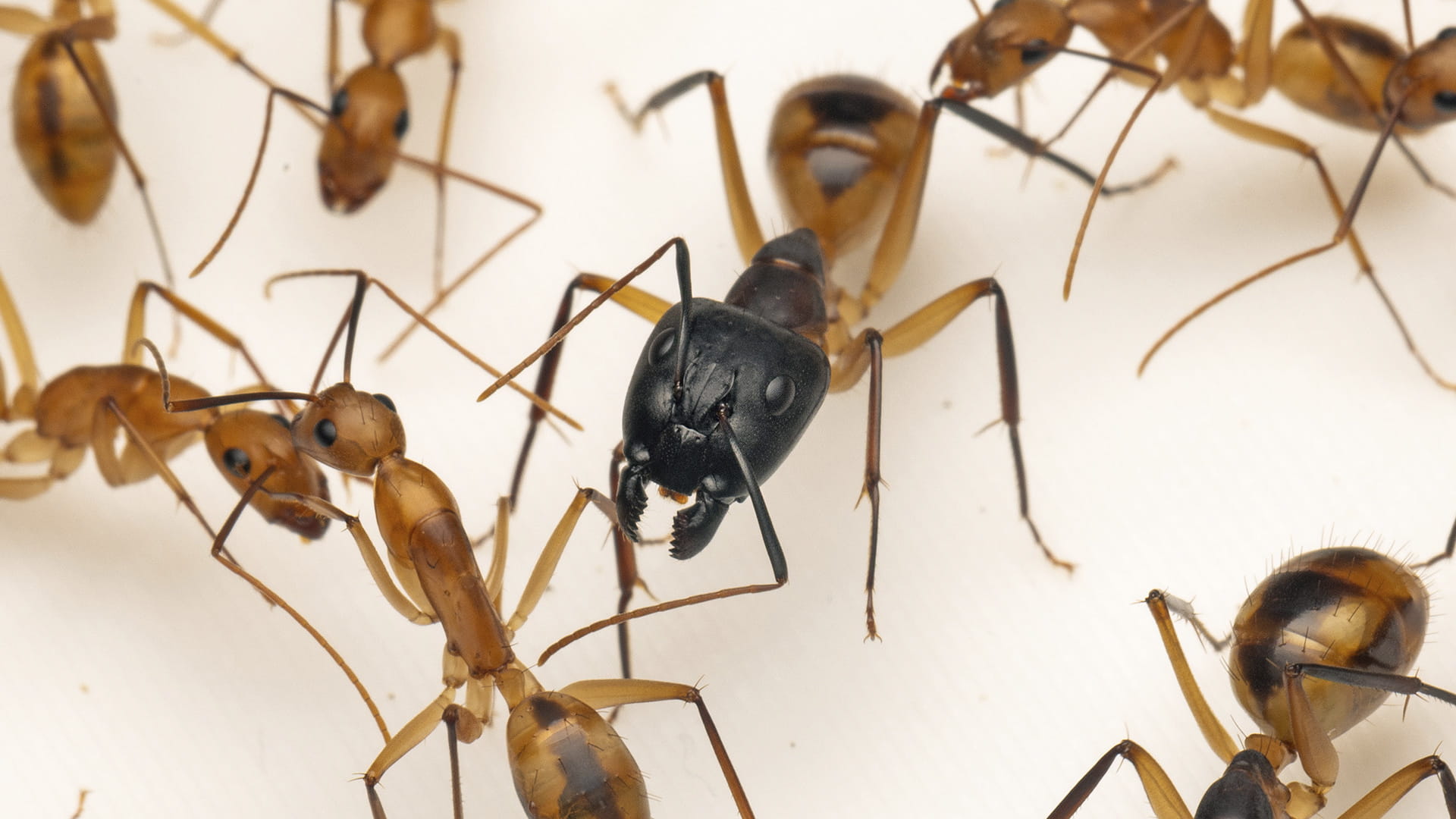 Camponotus maculatus