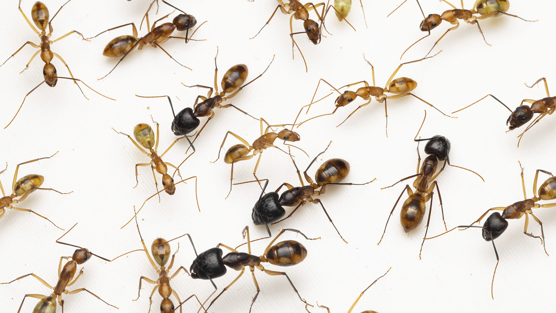 BIOPARC Valencia incorpora la única instalación del mundo para admirar a la hormiga gigante “cirujana”