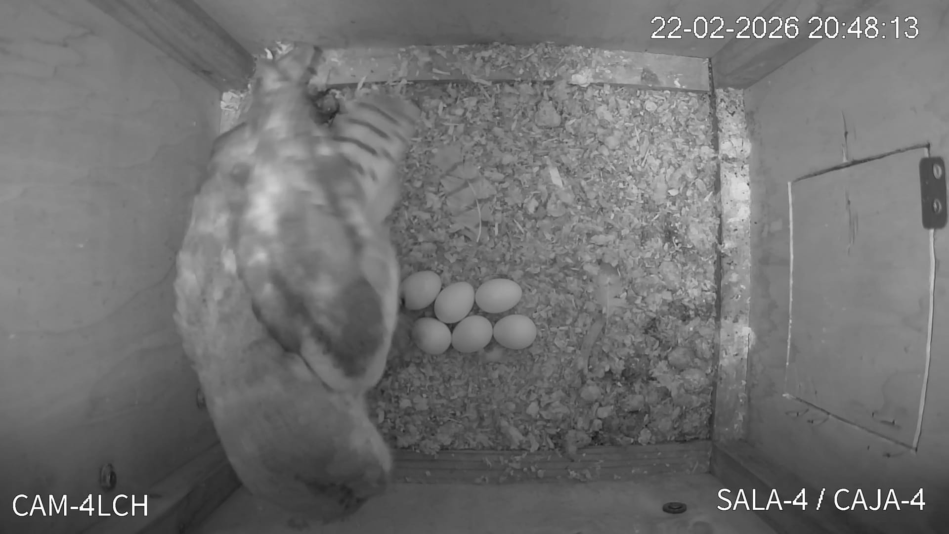 Nacen los primeros polluelos de lechuza del programa de conservacion liderado por la Fundacion BIOPARC Nacen los primeros polluelos de lechuza del programa de conservación liderado por la Fundación BIOPARC