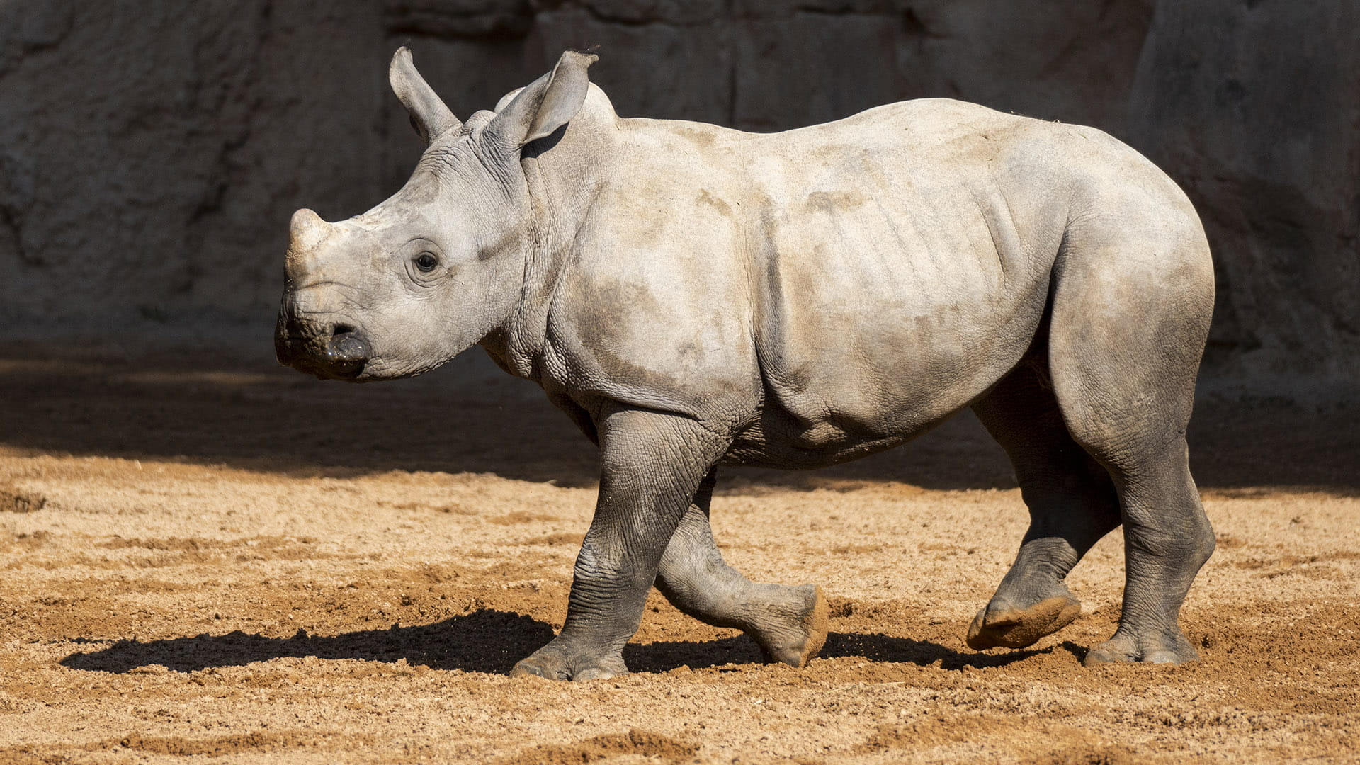 El “bebé” rinoceronte Kairu ya corretea todo el día y plenamente integrado en la sabana de BIOPARC Valencia