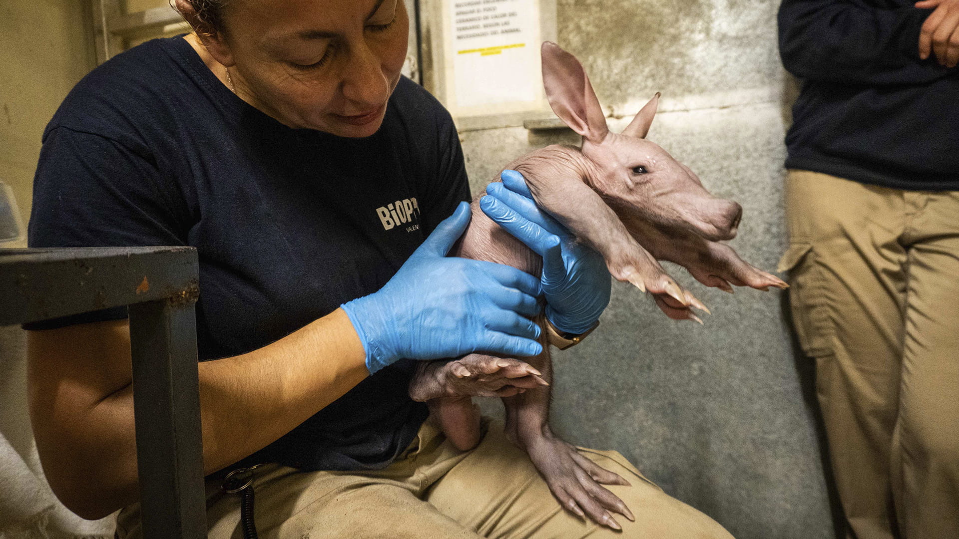 Revisión veterinaria del cerdo hormiguero realizado por el equipo de biología de BIOPARC Valencia