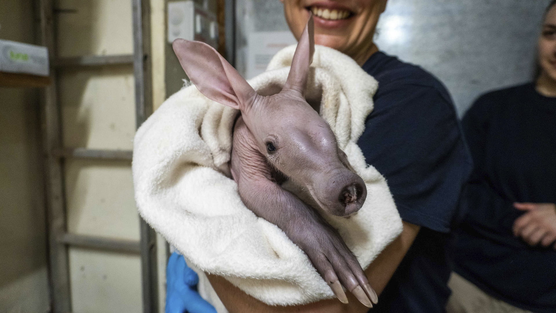 El equipo de biología de BIOPARC Valencia realiza un seguimiento exhaustivo de la cría de cerdo hormiguero