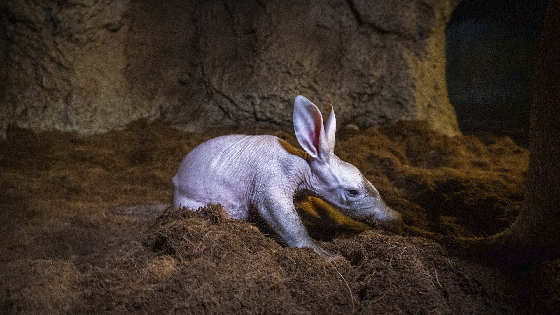 La cría del rarísimo cerdo hormiguero de BIOPARC Valencia ya puede verse con su madre en la madriguera