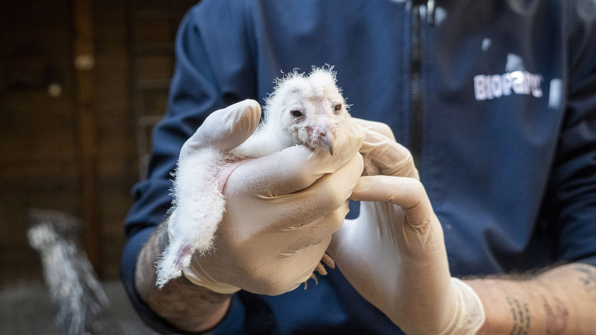 Nacen los primeros polluelos de lechuza del programa de conservación liderado por la Fundación BIOPARC
