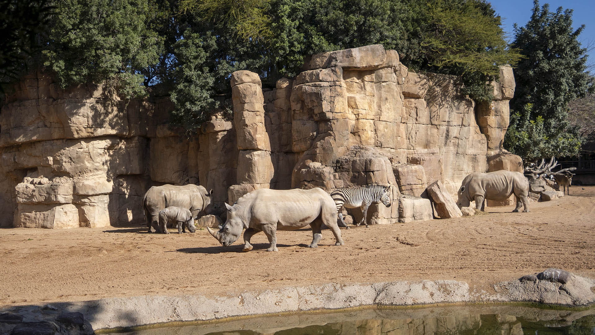 Rinocerontes y cebras en la sabana de BIOPARC Valencia Rinocerontes y cebras en la sabana de BIOPARC Valencia