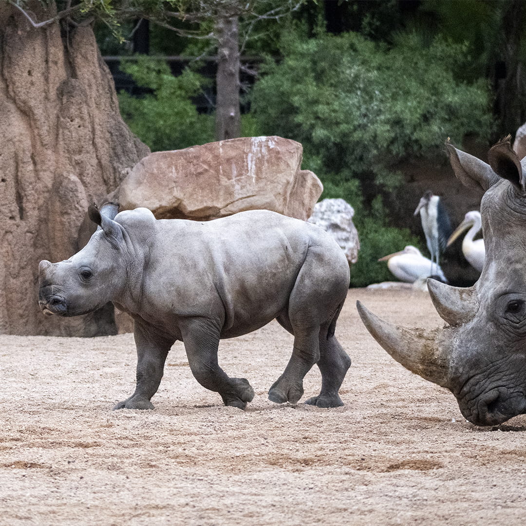 Semana Santa 2026 en BIOPARC Valencia