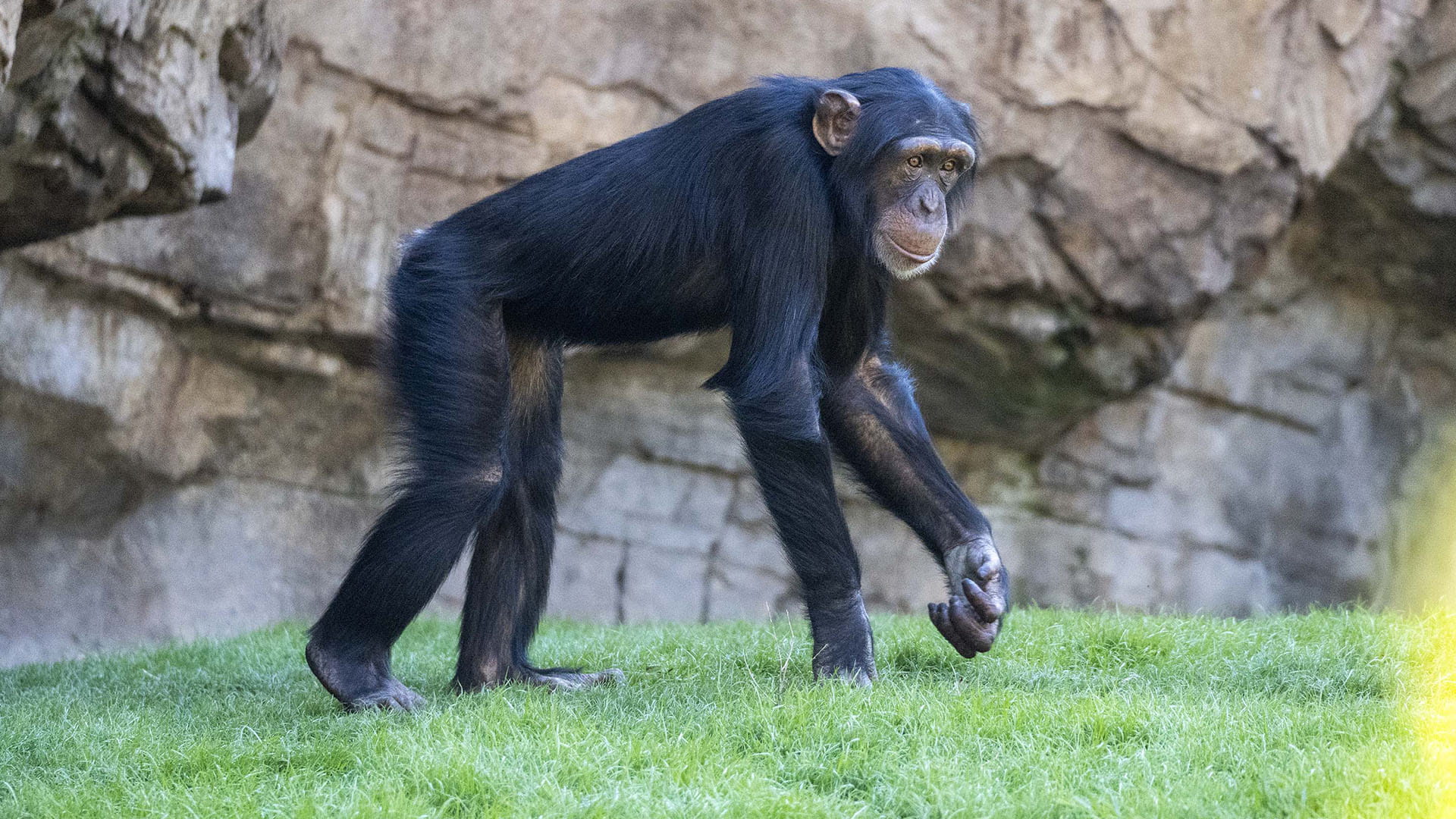 El chimpancé adoptado Djibril en BIOPARC Valencia