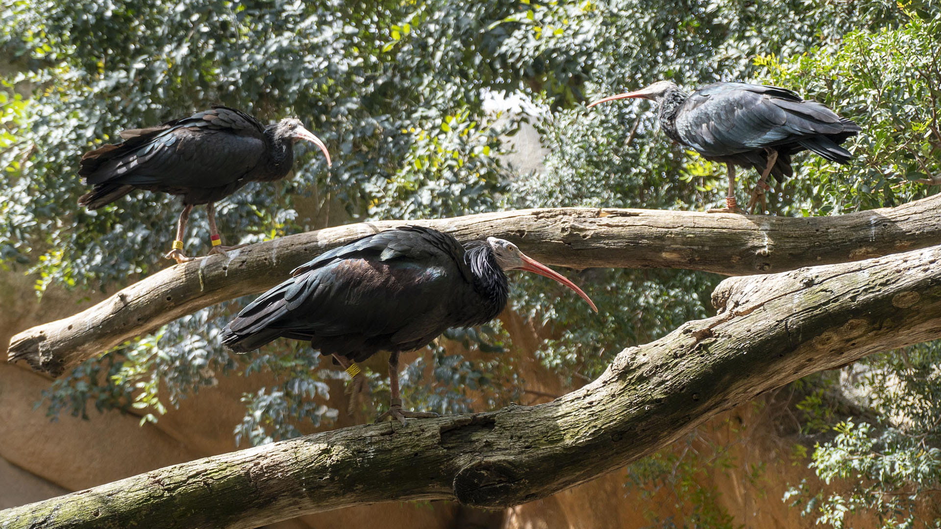BIOPARC Valencia incorpora y se une al proyecto para salvar una especie extinta en Europa desde siglo XVII, el ibis eremita