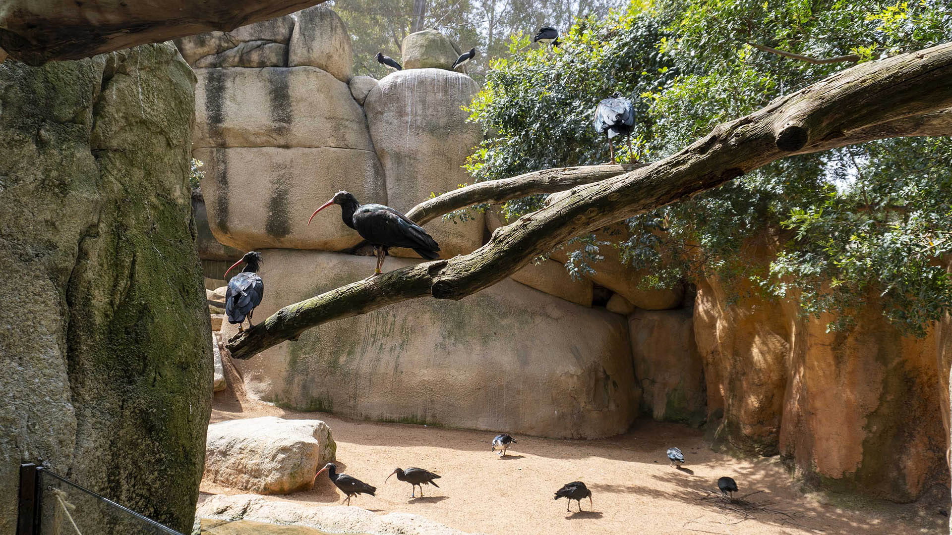 Ibis eremita, nueva especie en el aviario de BIOPARC Valencia