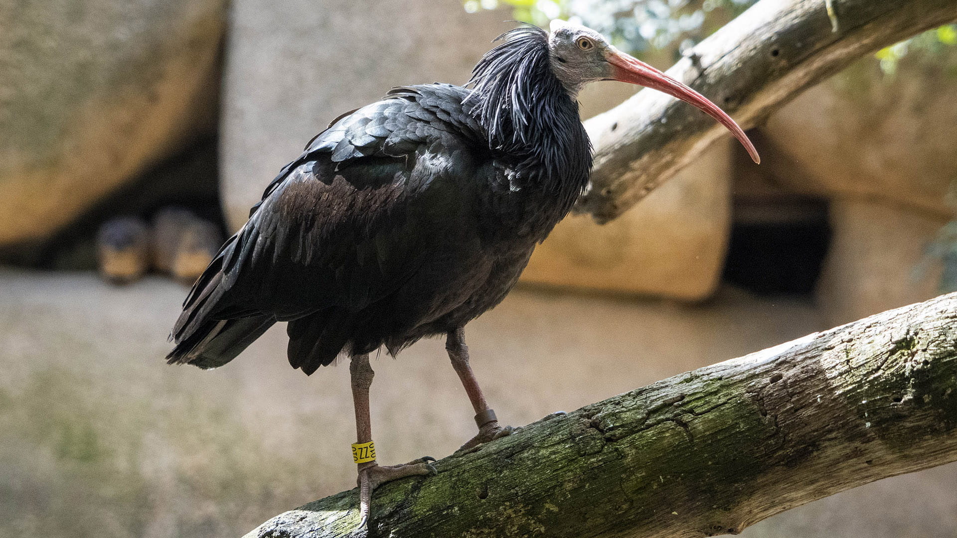 Ibis eremita en BIOPARC Valencia