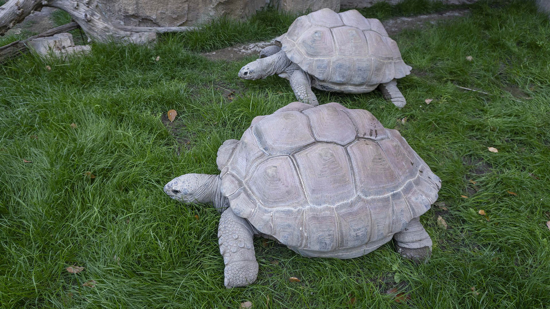 Dos de las tres especies de tortugas más grandes que existen vuelven a verse en BIOPARC Valencia