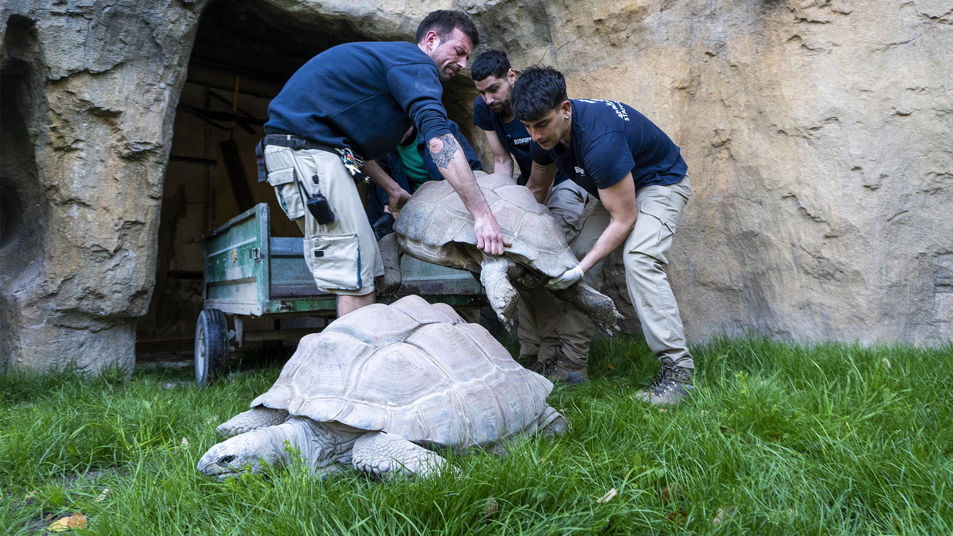 Tortugas de Aldabra en BIOPARC Valencia Tortugas de Aldabra en BIOPARC Valencia