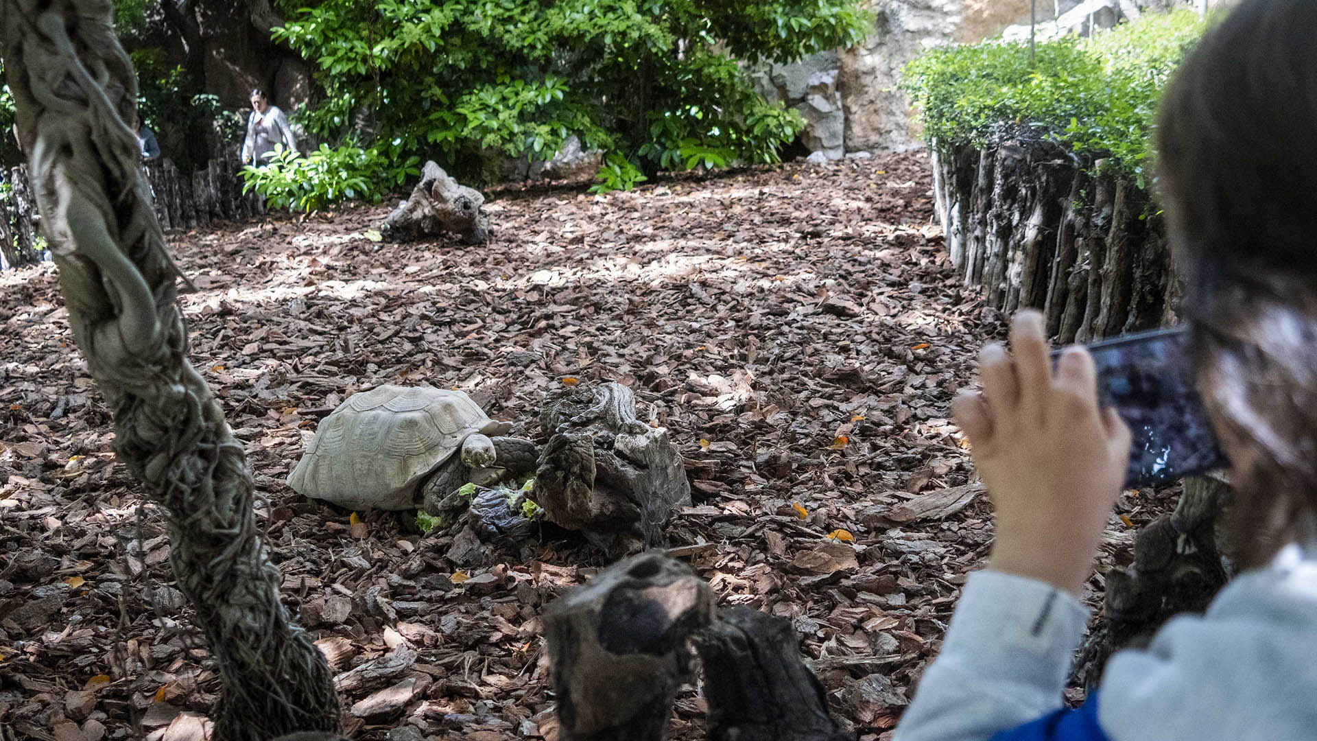 Tortuga espolonera africana en BIOPARC Valencia Tortuga espolonera africana en BIOPARC Valencia