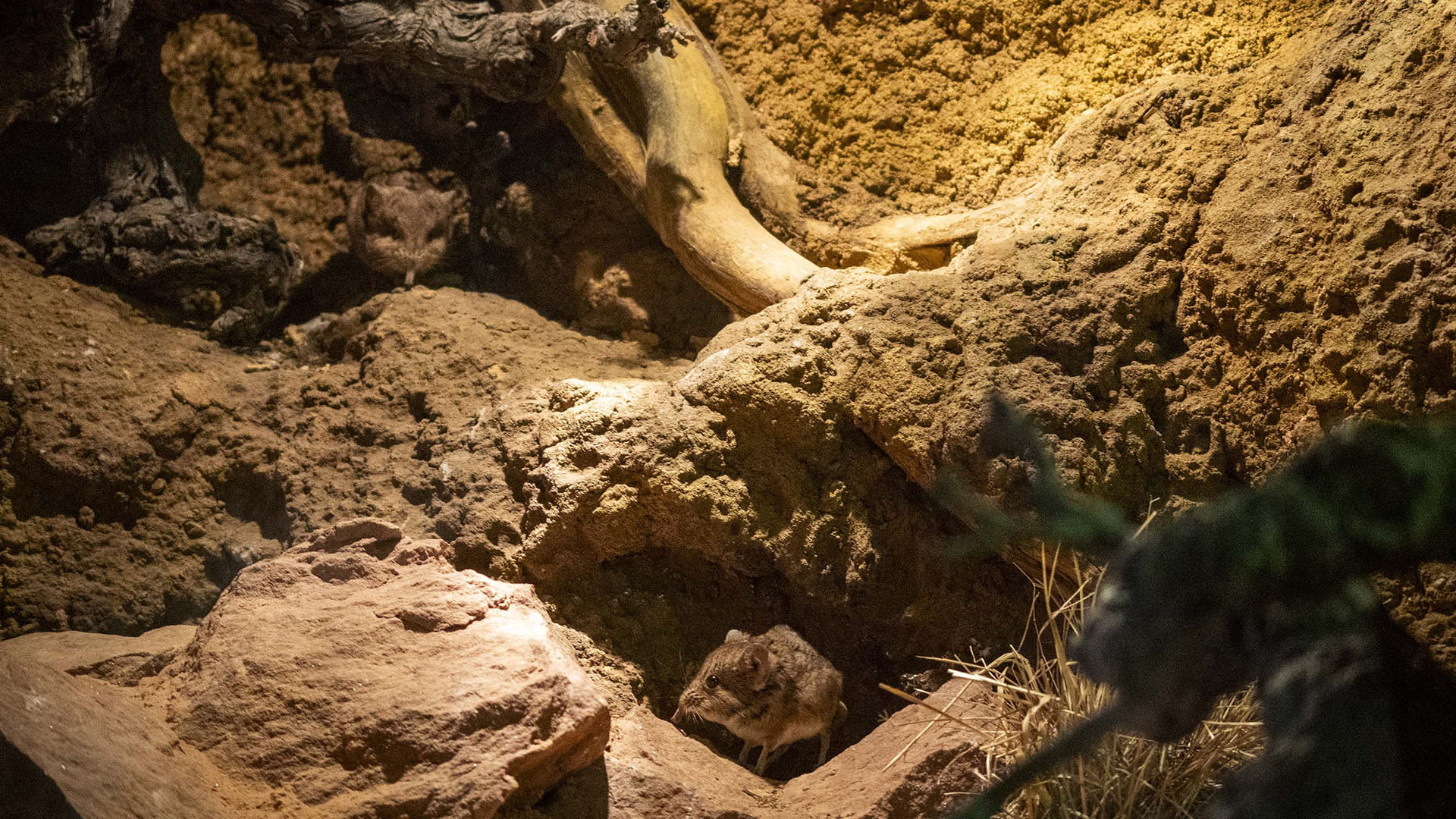 La singular musaraña elefante ya puede verse en España en la novedosa instalación de BIOPARC Valencia