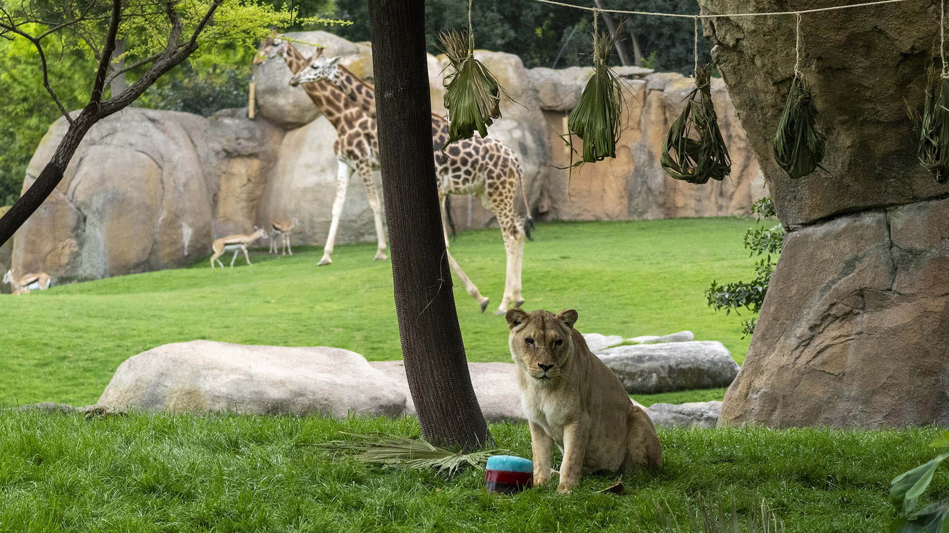 Enriquecimiento ambiental para leones en la sabana de BIOPARC Valencia