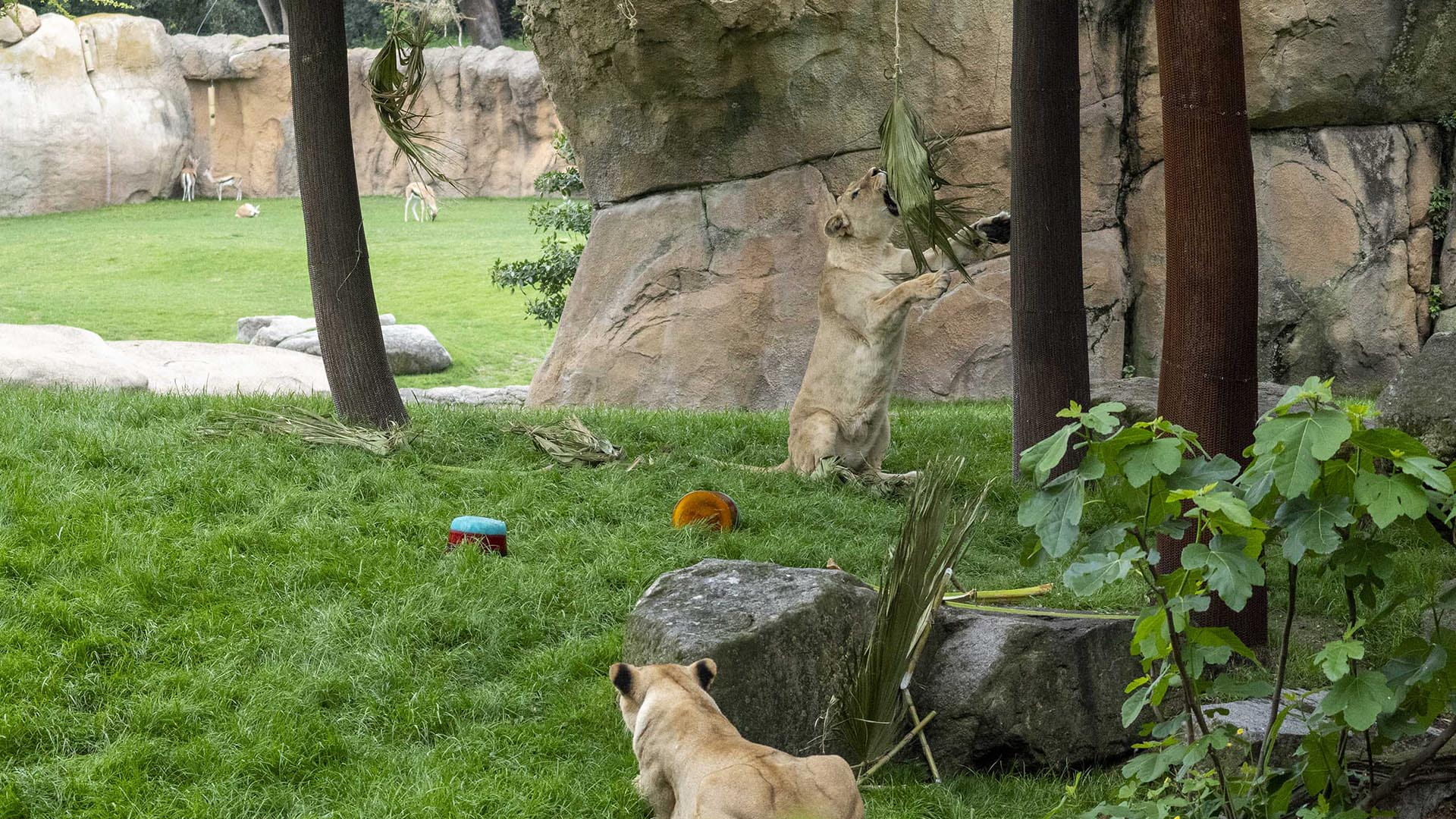 Los leones durante un enriquecimiento ambiental en BIOPARC Valencia