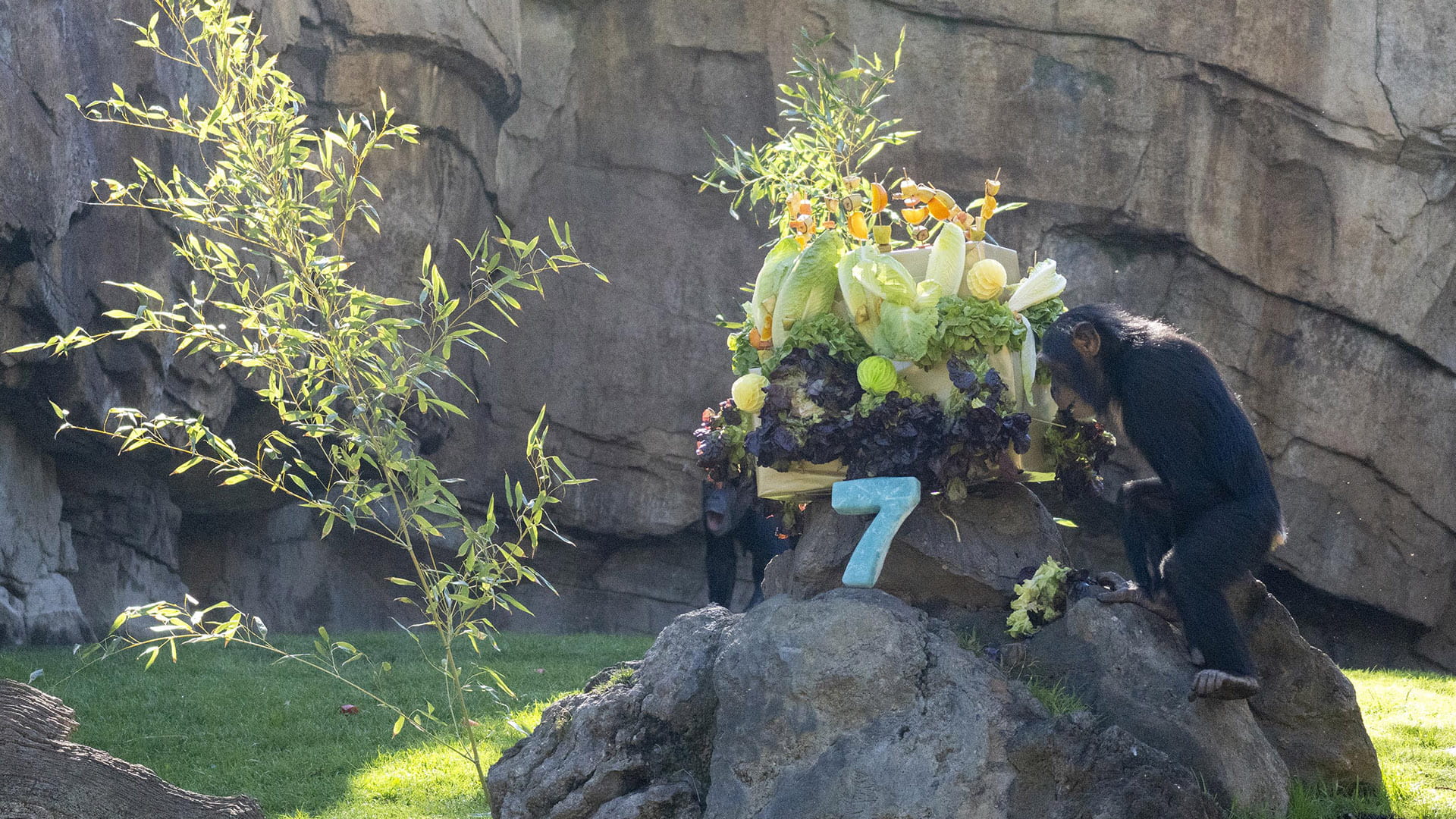 Djibril, el chimpancé “adoptado” de BIOPARC Valencia, cumple hoy siete años