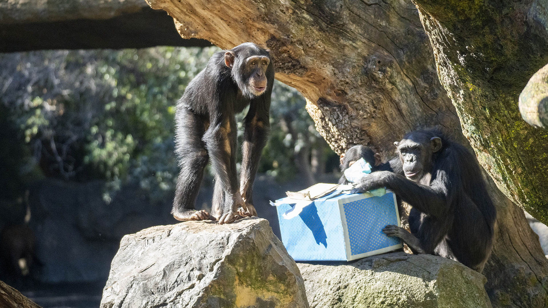 Enriquecimiento ambiental en BIOPARC Valencia por el aniversario del chimpancé adoptado Djibril