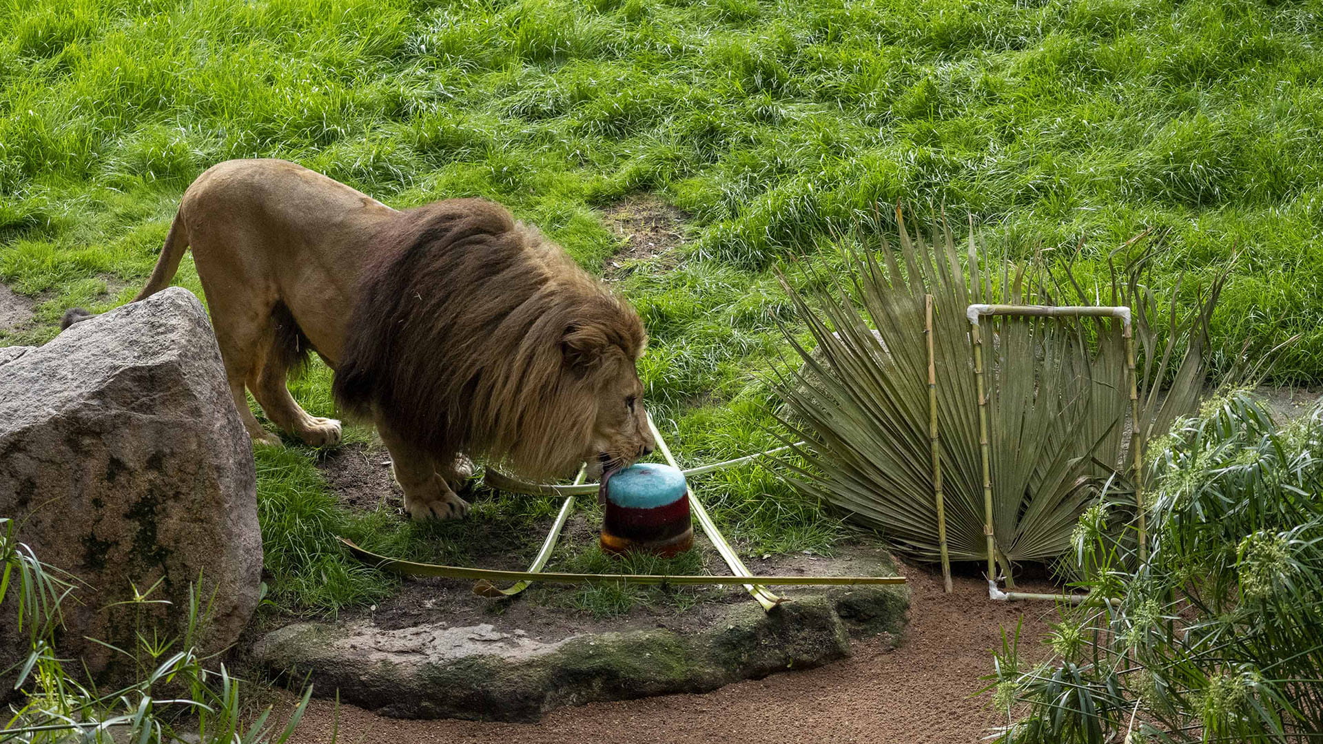 Cumpleaños “salvaje” para los leones de BIOPARC Valencia