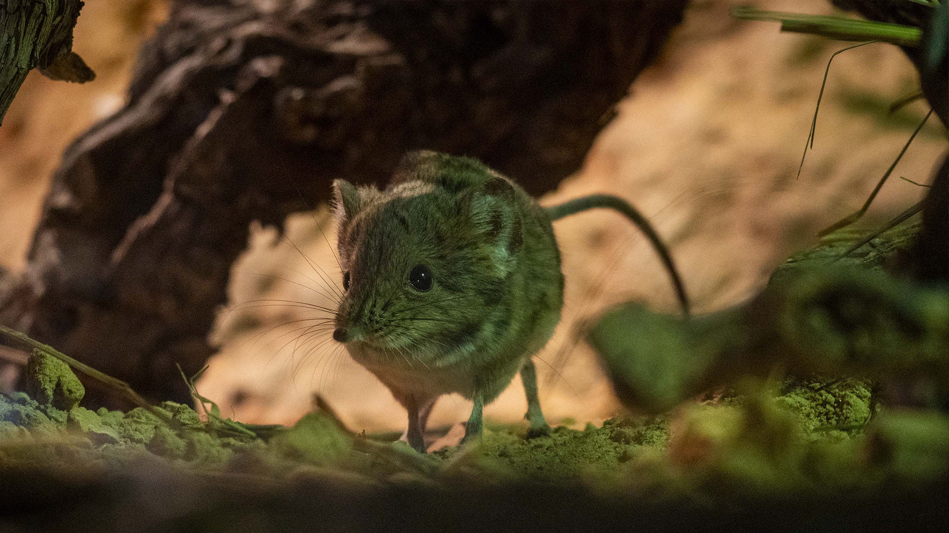 Hembra de musarana elefante en BIOPARC Valencia Hembra de musaraña elefante en BIOPARC Valencia