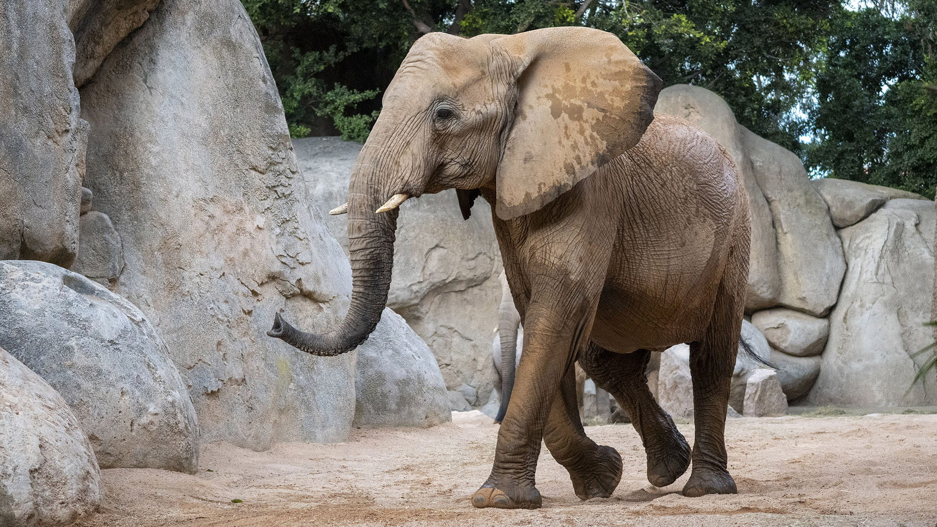 Fallece una de las elefantas de BIOPARC Valencia