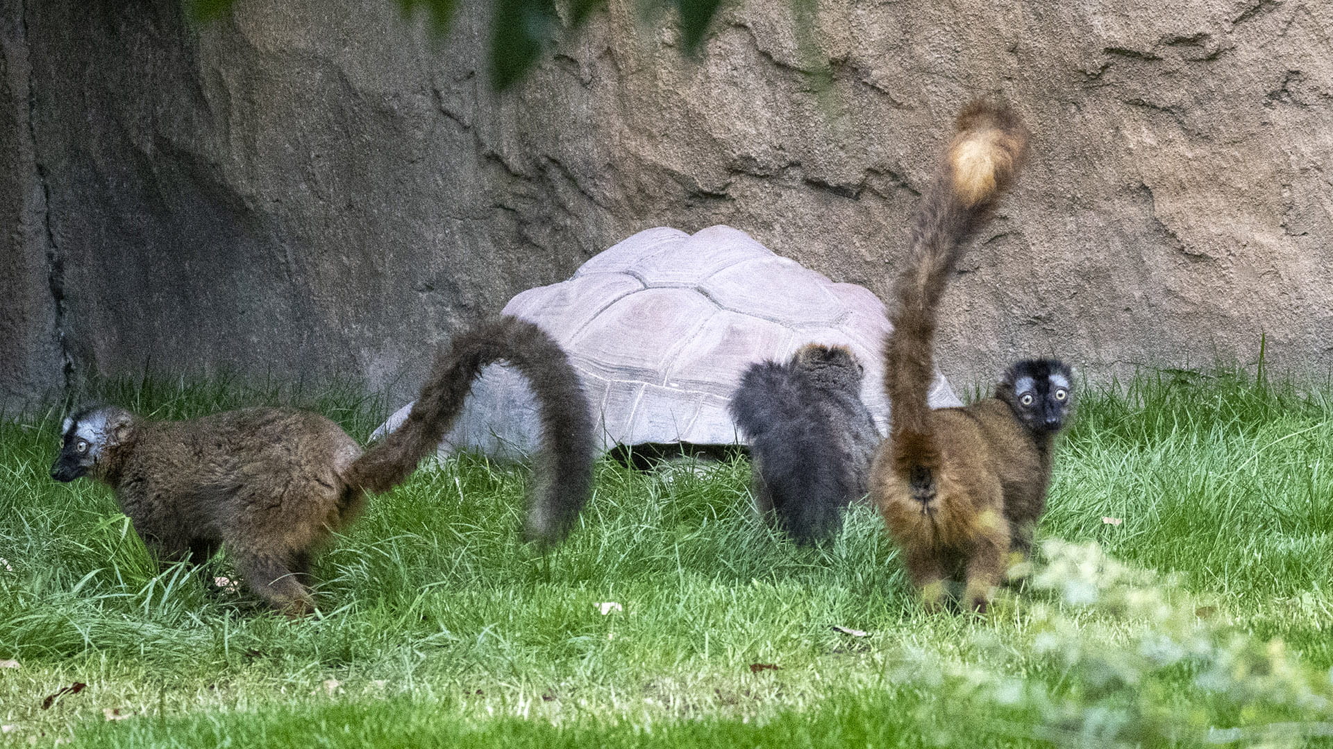 Tortuga de Aldabra y lemures en la isla de Madagascar de BIOPARC Valencia Tortuga de Aldabra y lémures en la isla de Madagascar de BIOPARC Valencia