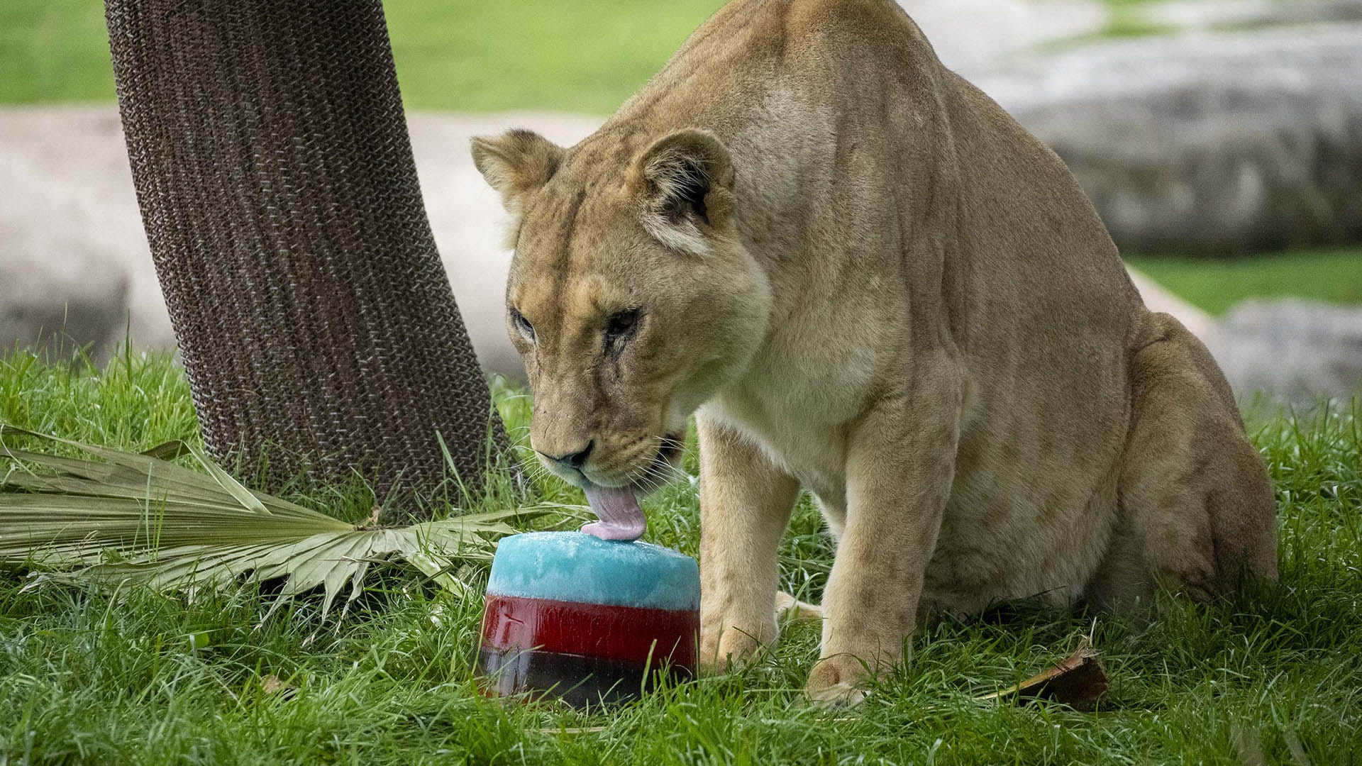 Leona disfrutando de un enriquecimiento ambiental en BIOPARC Valencia