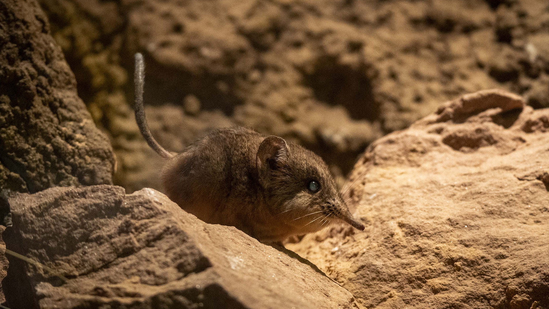 Macho de musarana elefante en BIOPARC Valencia Macho de musaraña elefante en BIOPARC Valencia