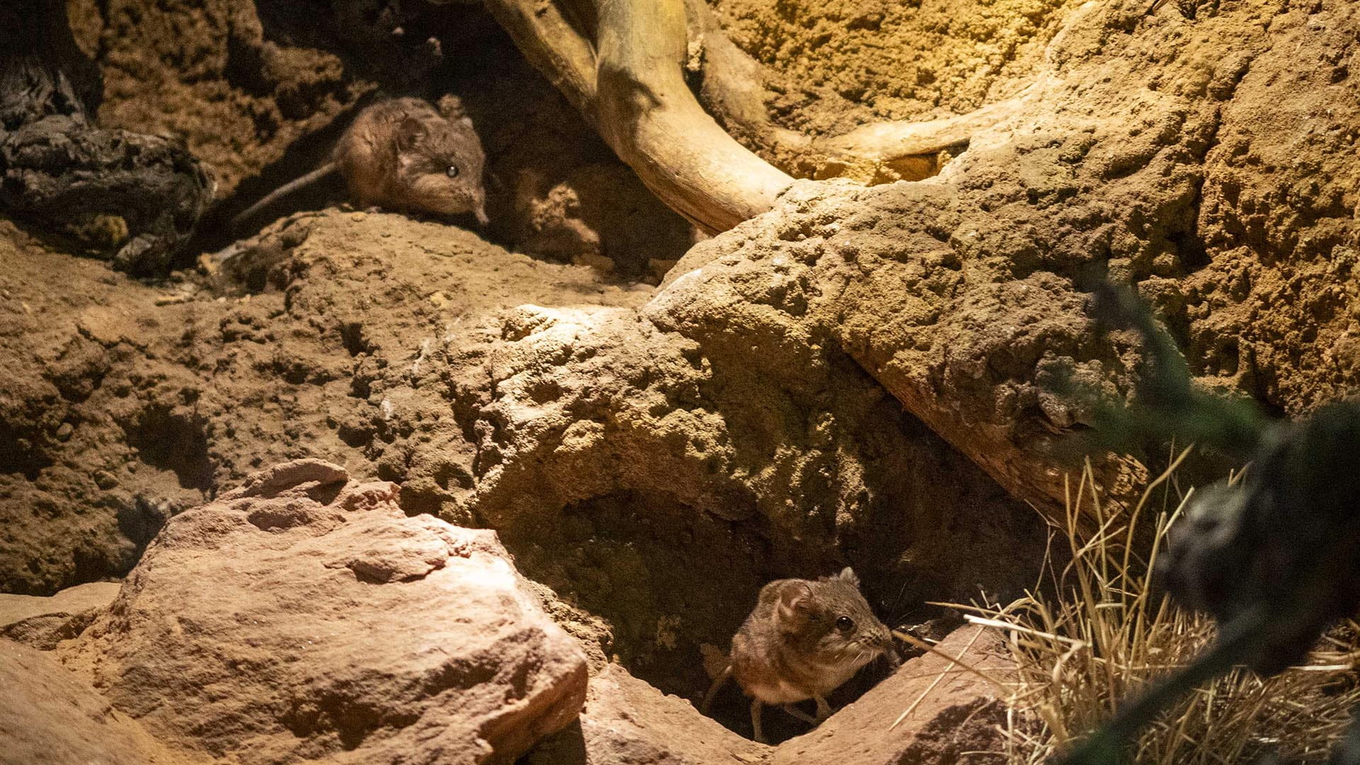 Musaranas elefante en BIOPARC Valencia Musarañas elefante en BIOPARC Valencia