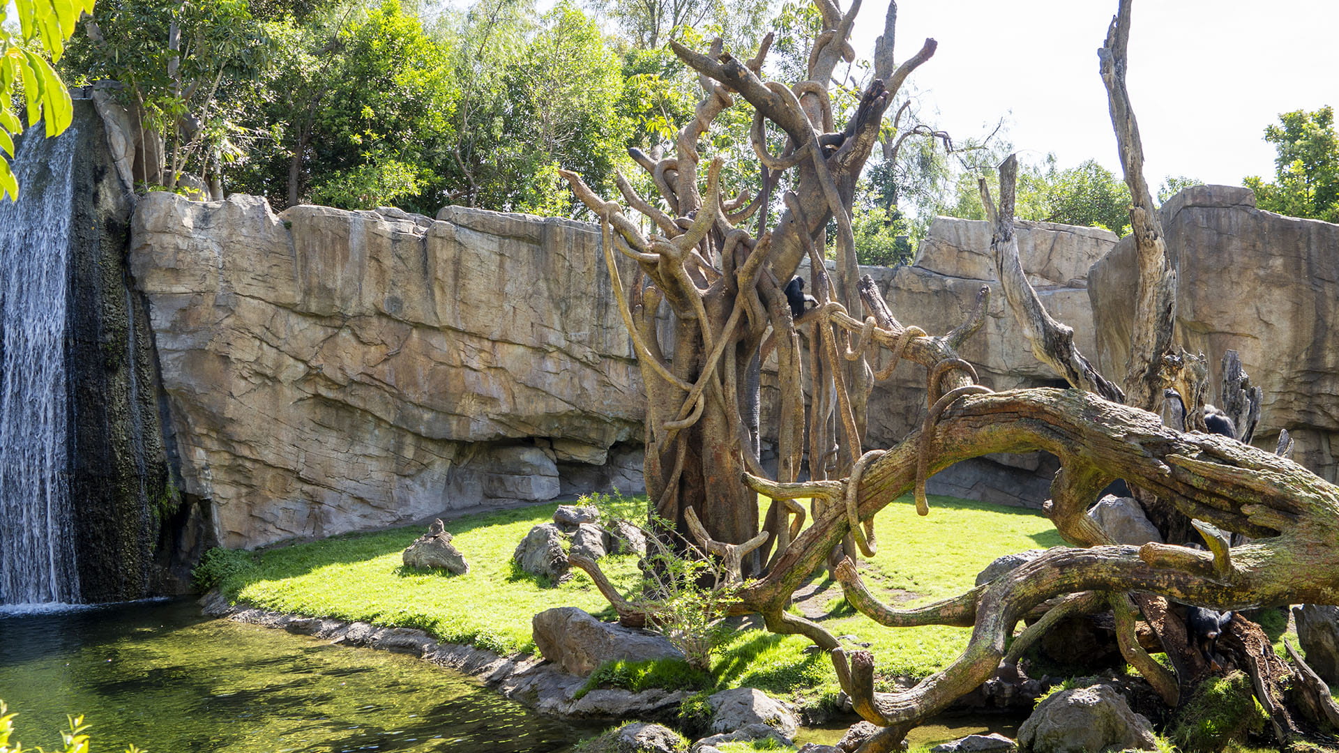 Nuevos árboles para los chimpancés en la selva de BIOPARC Valencia