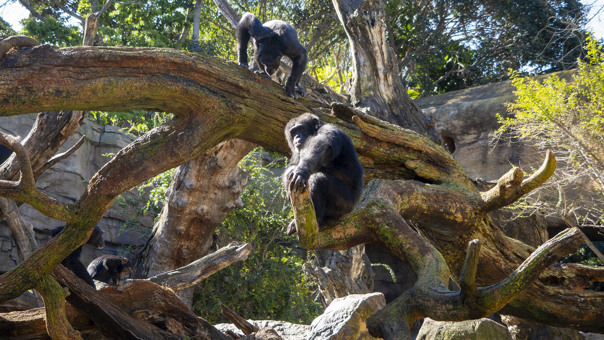Nuevos árboles en la selva de BIOPARC Valencia