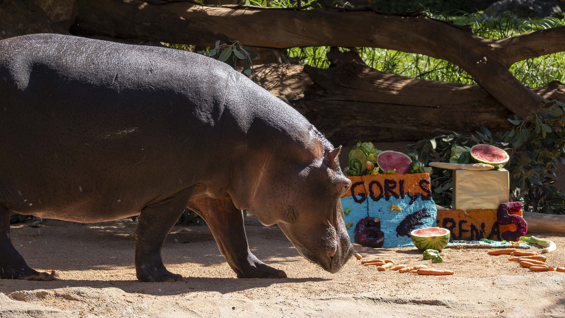 Enriquecimiento ambiental para los hipopótamos en BIOPARC Valencia