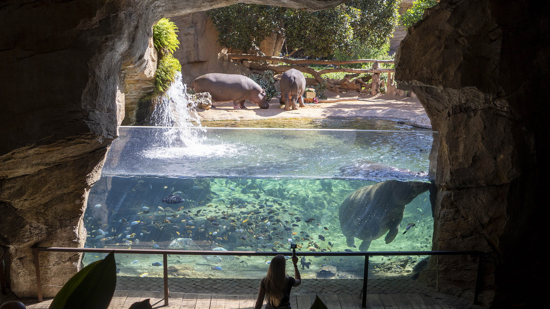 BIOPARC Valencia celebra con una fiesta “subacuática” el cumpleaños de los hipopótamos Gori y Serena