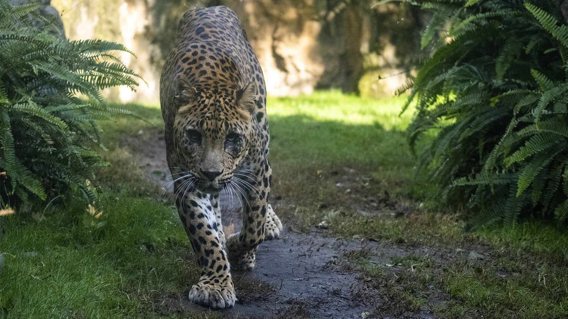 El leopardo Negombo en la selva de BIOPARC Valencia