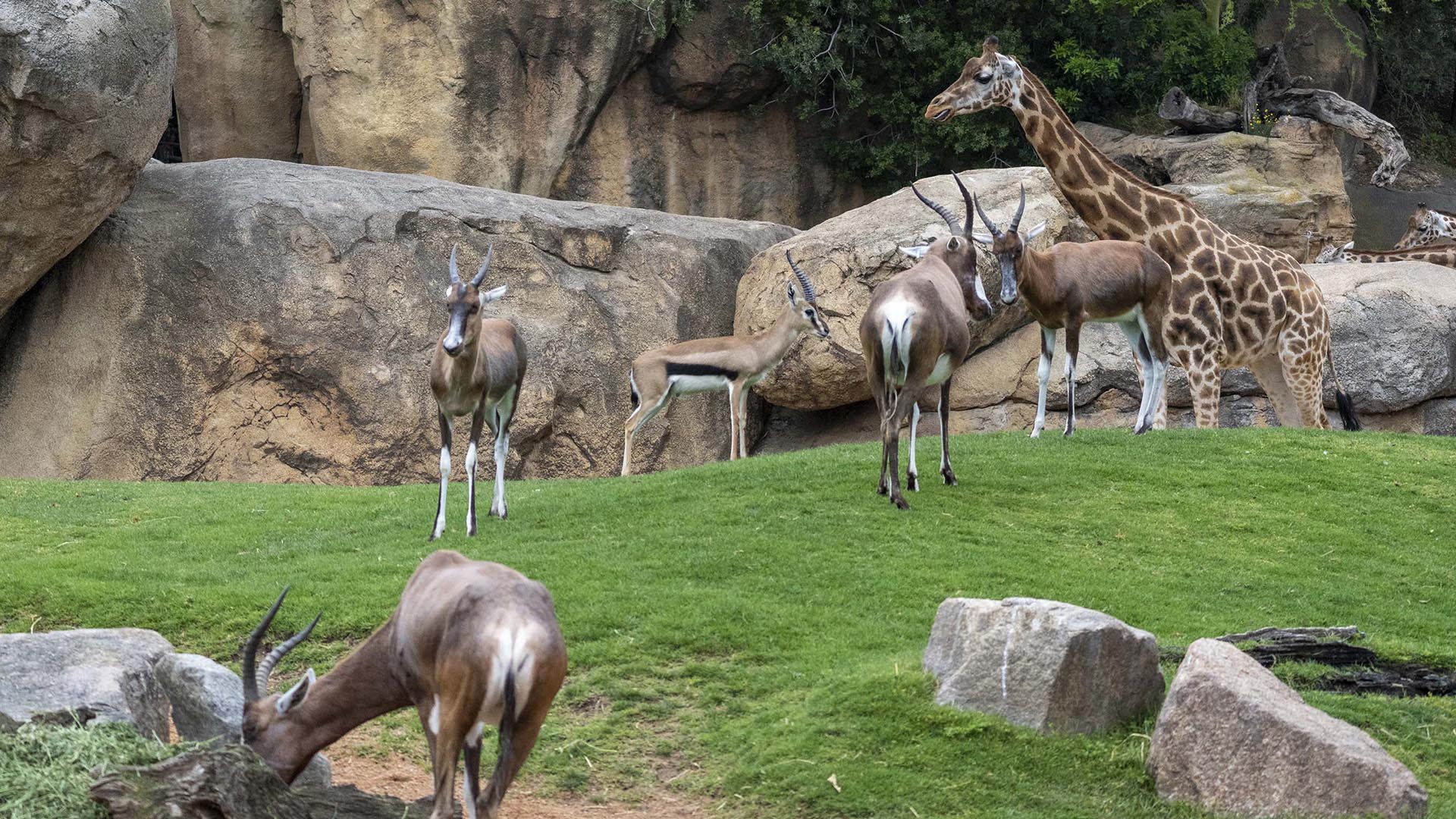 Nuevo macho de gacela de Thomson en la sabana de BIOPARC Valencia
