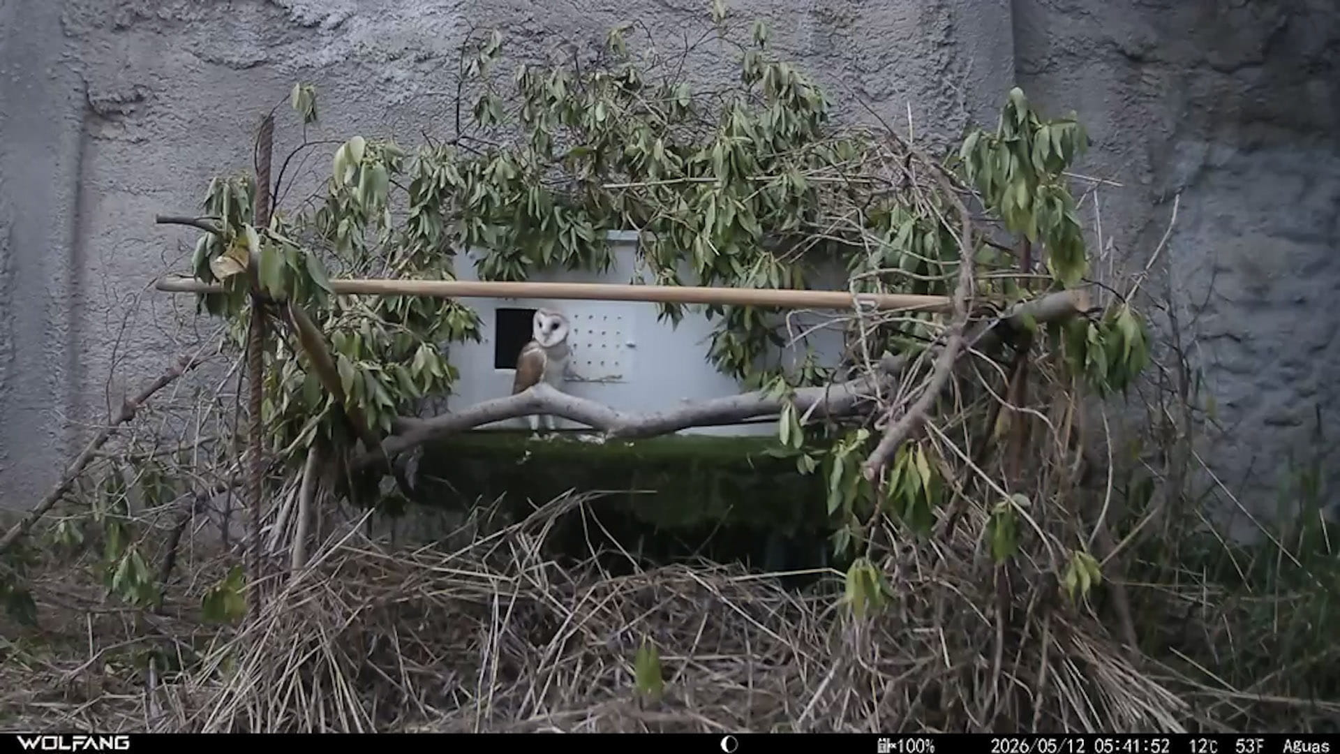 Fototrampeo lechuza común - proyecto conservación Fundación BIOPARC