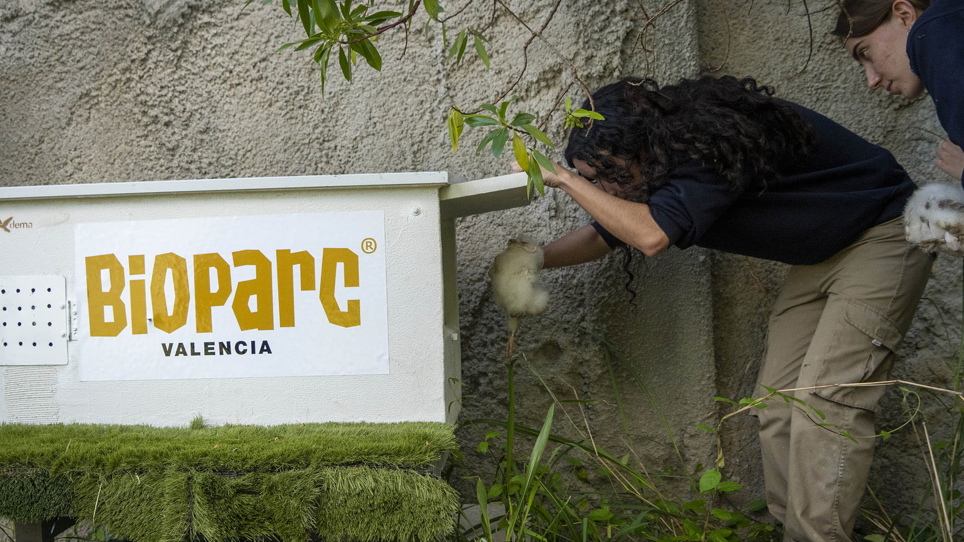 Fundación BIOPARC comienza la reintroducción de la preciosa lechuza común en zonas periurbanas de Valencia 