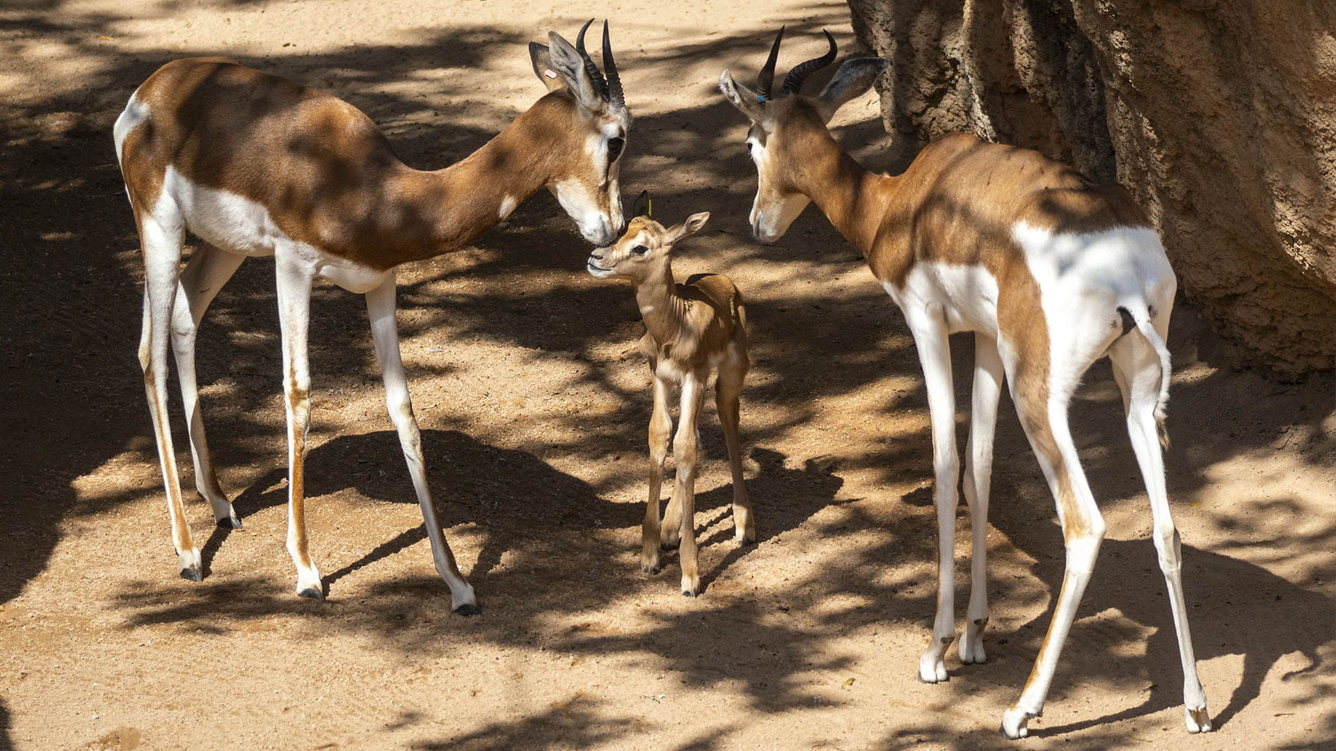 Gacelas Mhorr en la sabana africana de BIOPARC Valencia
